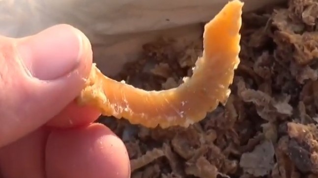 En İyi Propolis Nerede Satılır? 